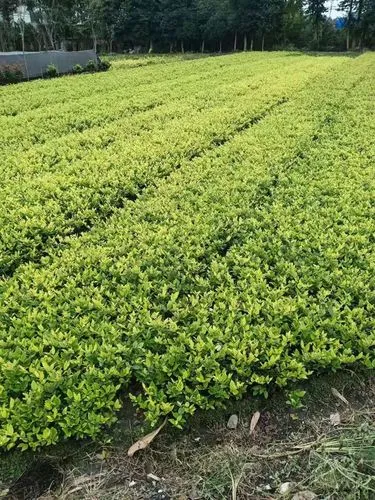 网球拍掉磅是什么问题